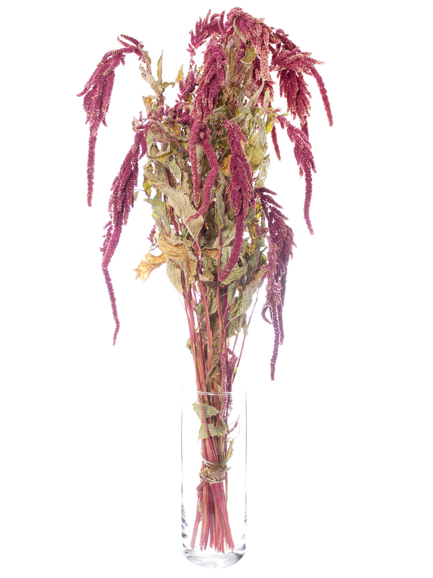 blumigo-trockenblumen-amaranthus-trockenstrau-rot-pink image 3