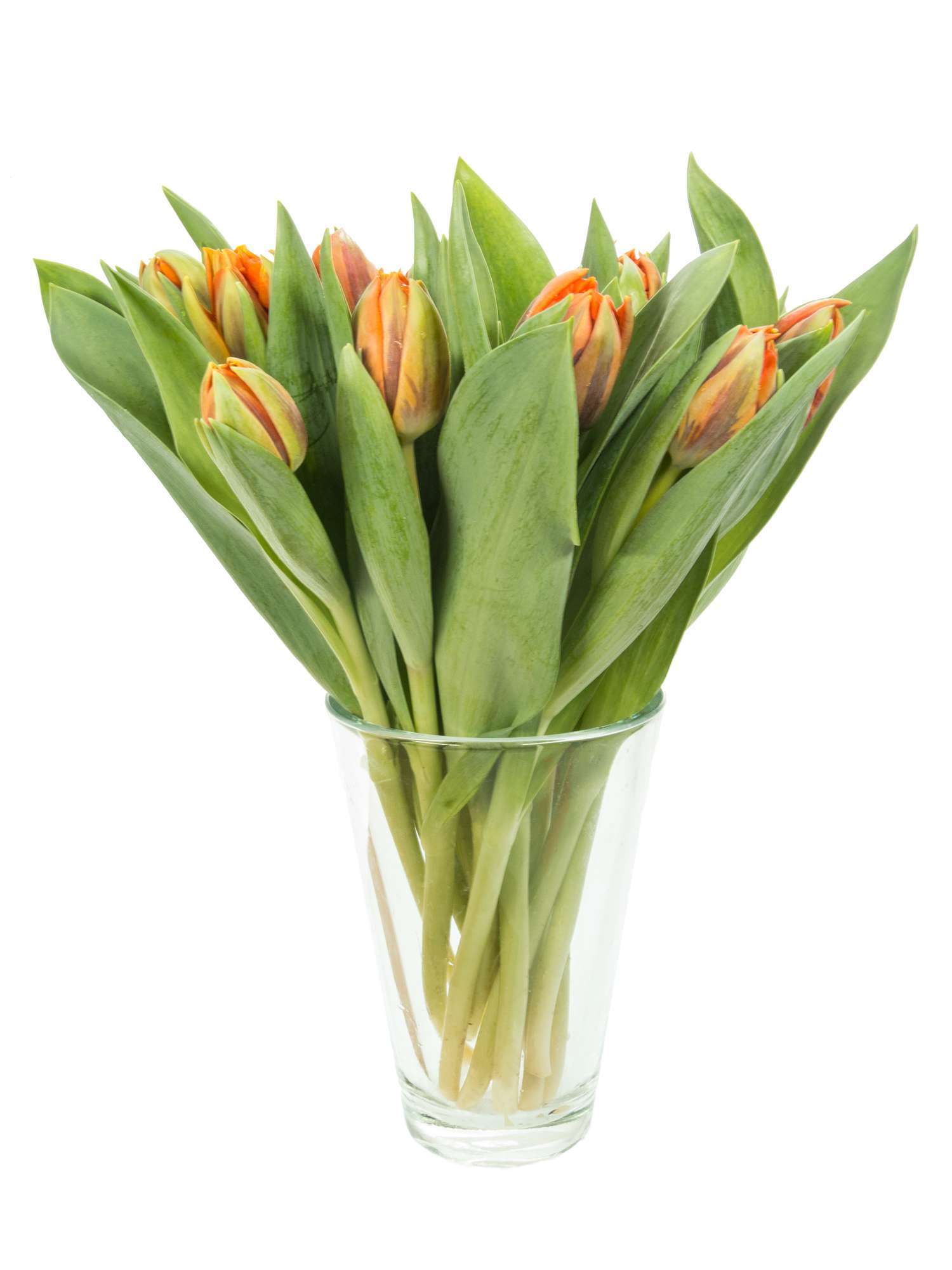 blumigo-tulpen-orange-princess-gef-llt-orange image 2