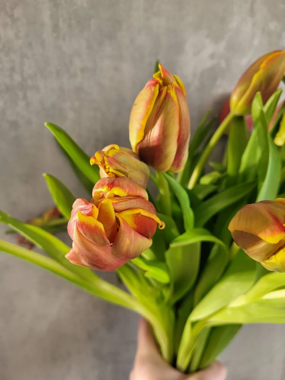 blumigo-tulpen-papagei-dee-jay-parrot-rot-gelb-schnittblume image 1