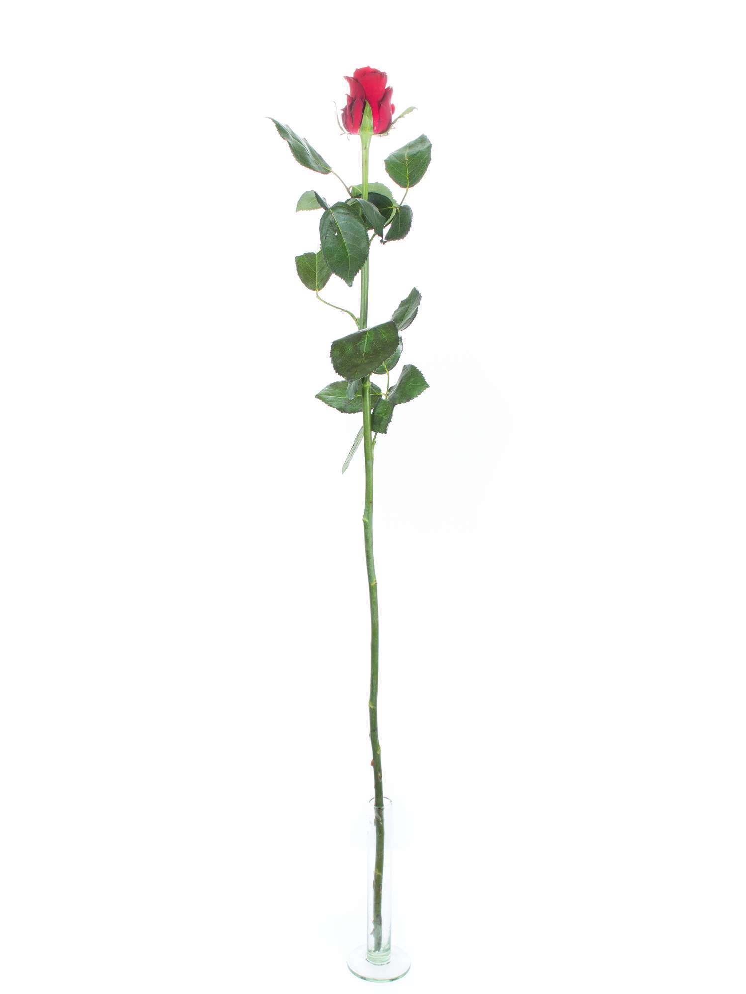 blumigo-rosen-30-lange-rote-rosen-bund-valentinstag image 3