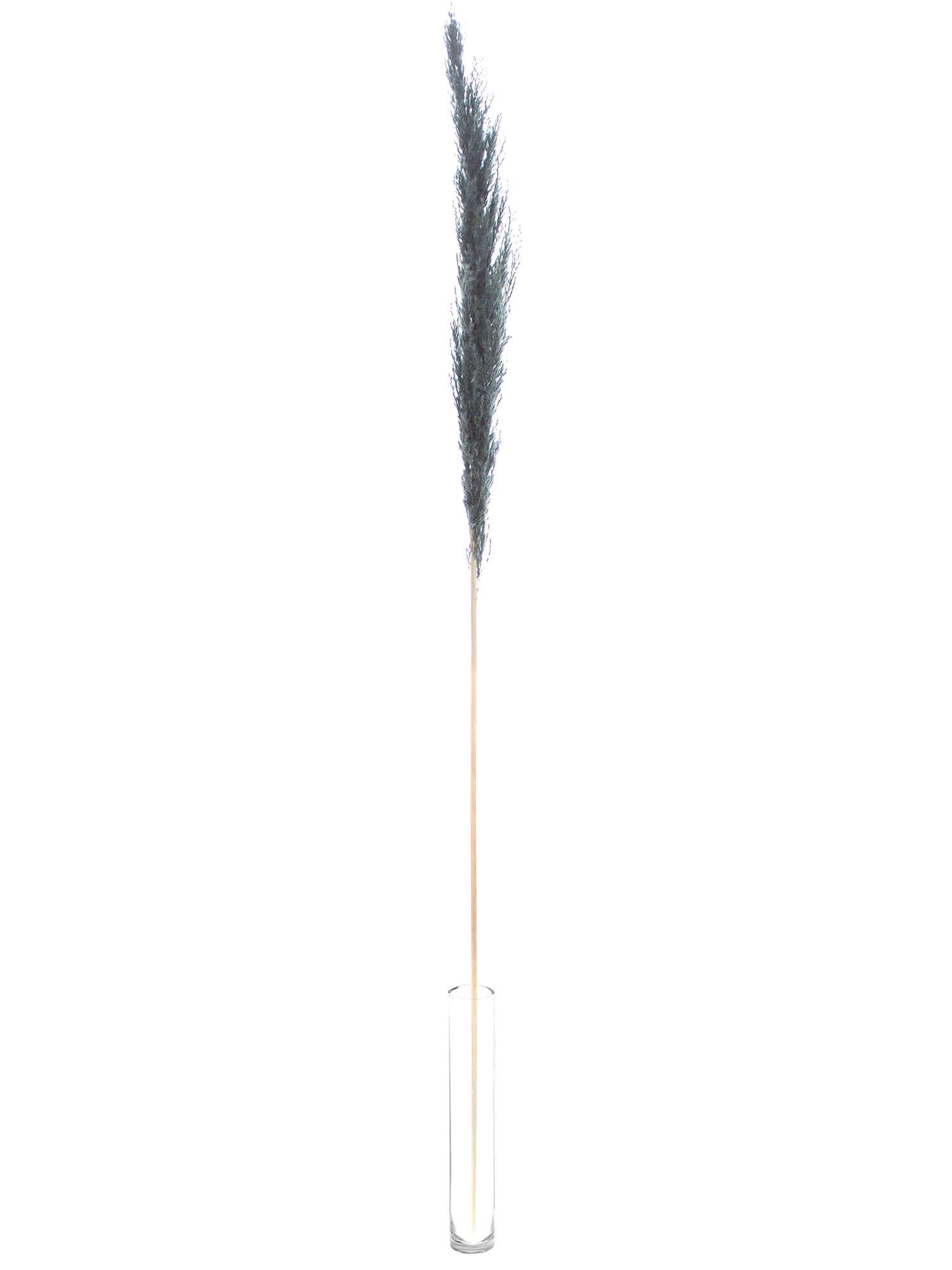 blumigo-trockenblumen-pampasgras-getrocknet-schwarz-bund image 3