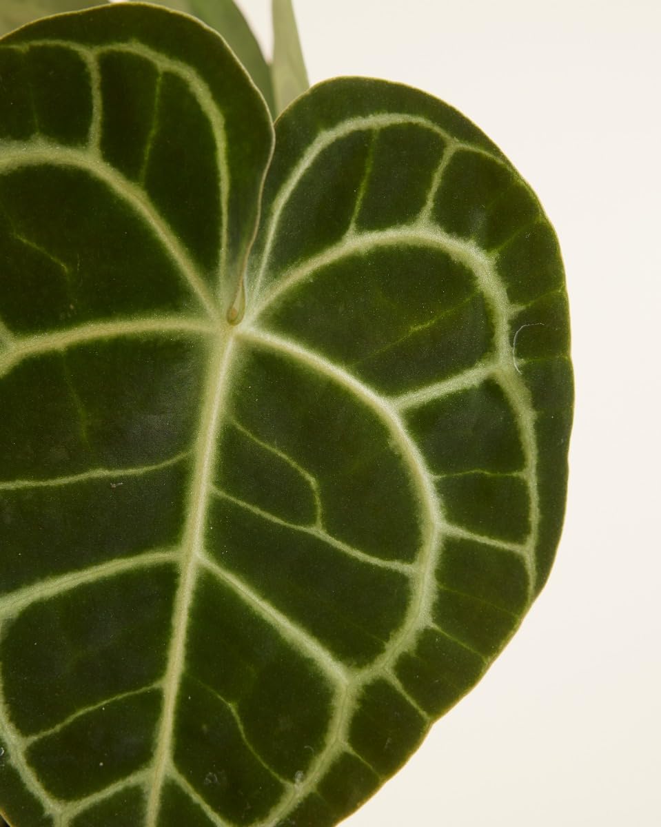 plnts-rareplnts-anthurium-clarinervium-herzblattblume-15-cm-topf image 3