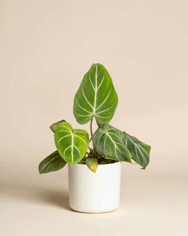 feey-variado-philodendron-gloriosum-zimmerpflanze-ohne-bertopf image 7