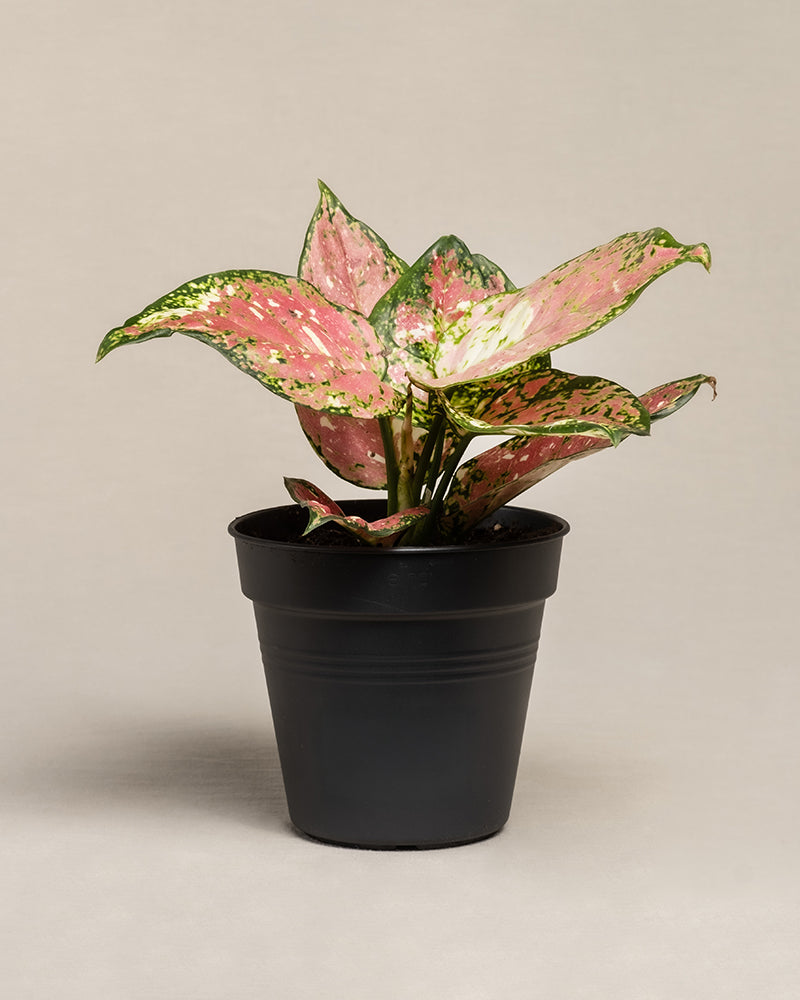 feey-aglaonema-jazzy-red-zimmerpflanze-ohne-bertopf-klein image 3
