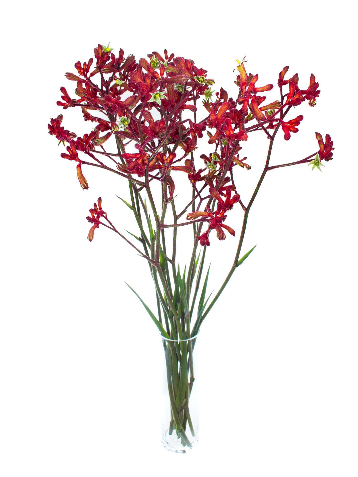 blumigo-k-ngurupfote-early-spring-schnittblume-rot-orange image 2