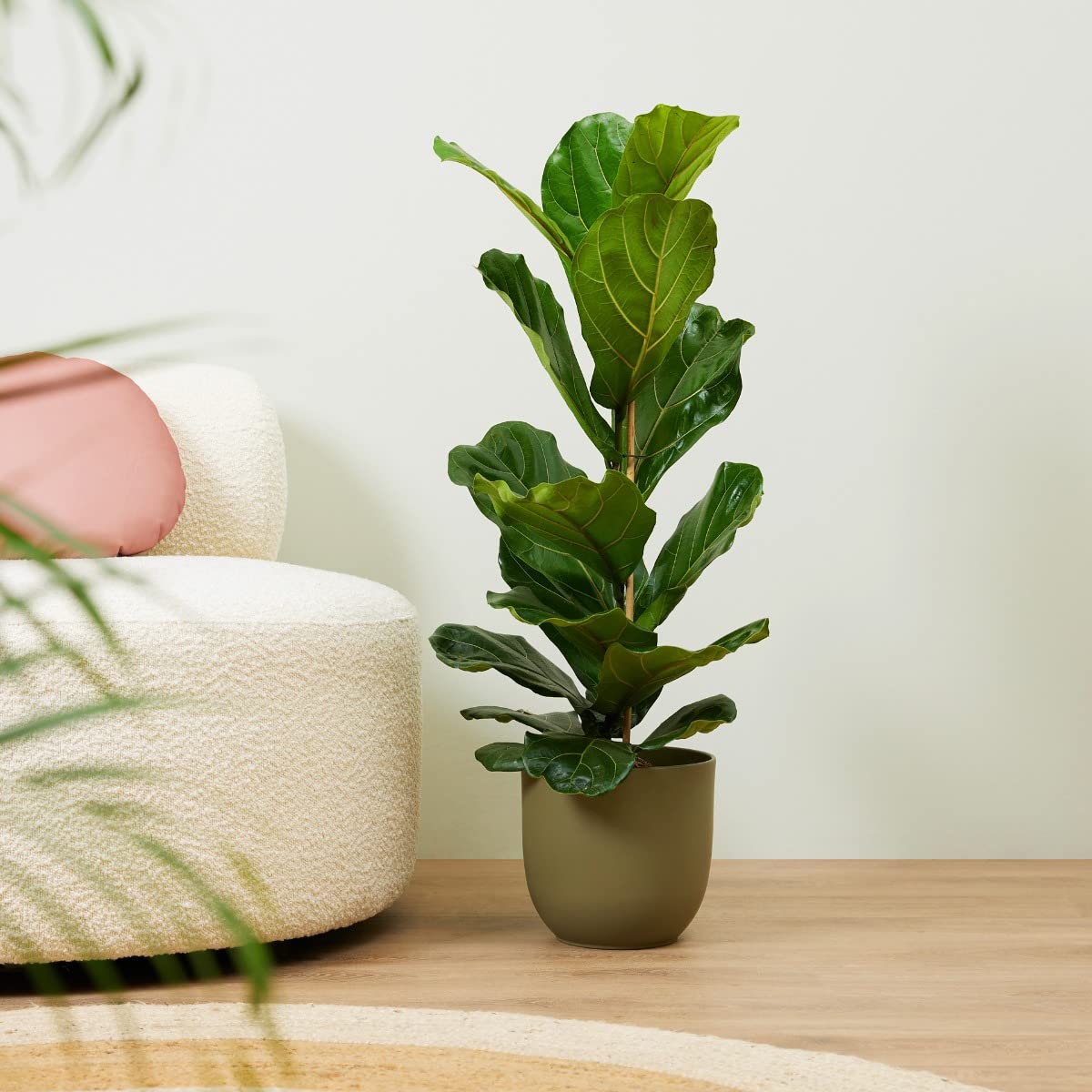 plnts-rareplnts-ficus-lyrata-geigenfeige-110-cm-21-cm-topf image 8