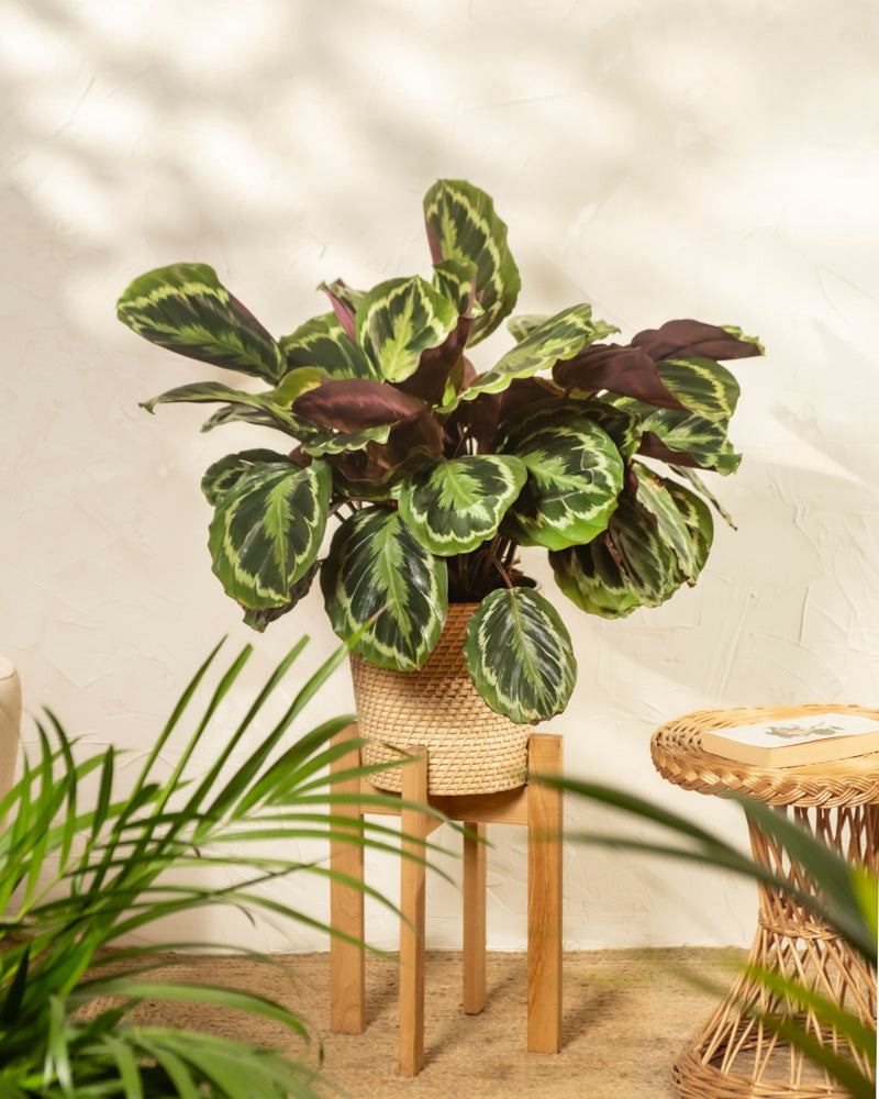 feey-calathea-roseopicta-gro-zimmerpflanze-bunte-bl-tter image 4