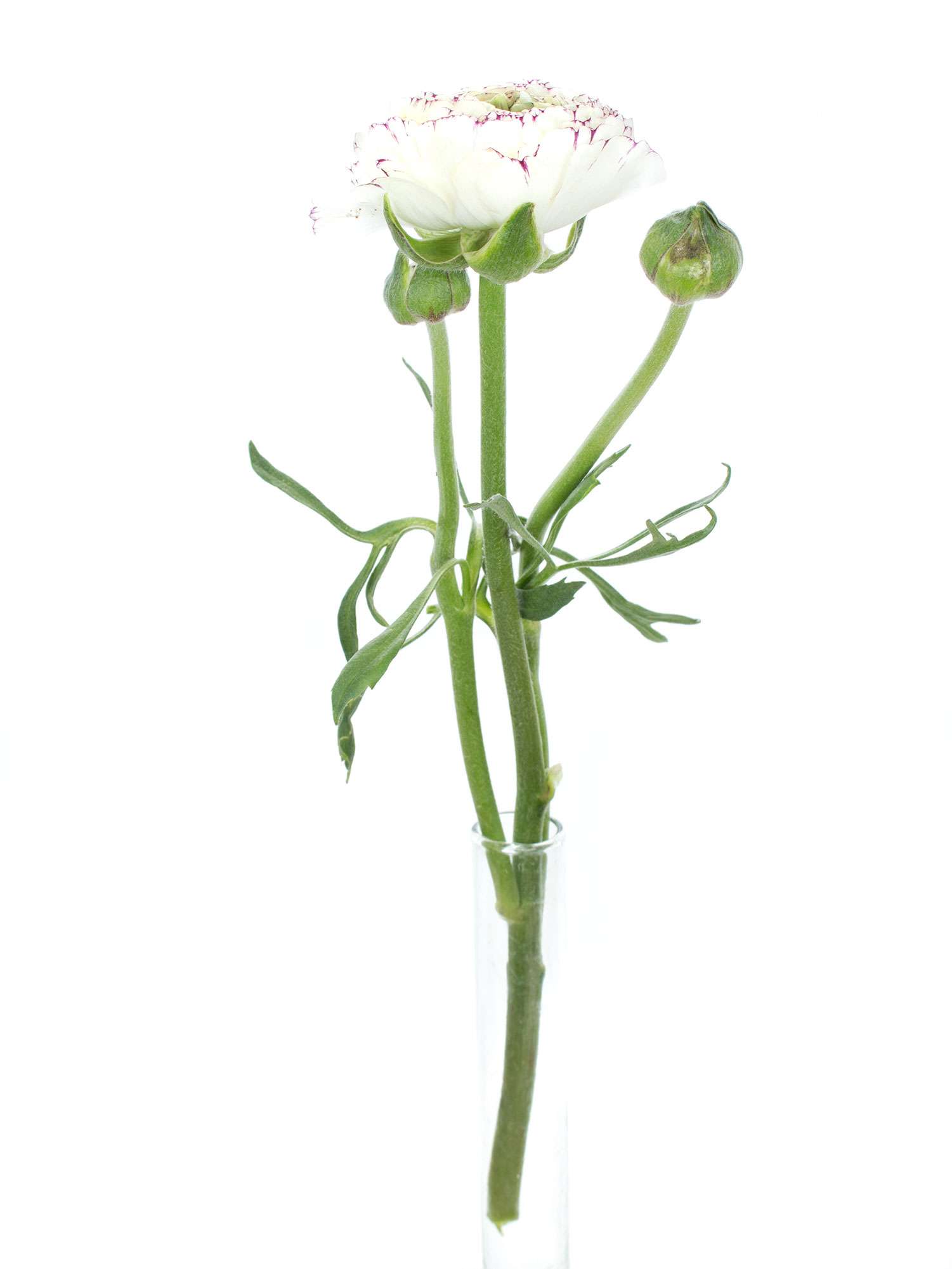 blumigo-ranunkeln-xl-bulbi-cappucino-schnittblumen-pink-wei image 3
