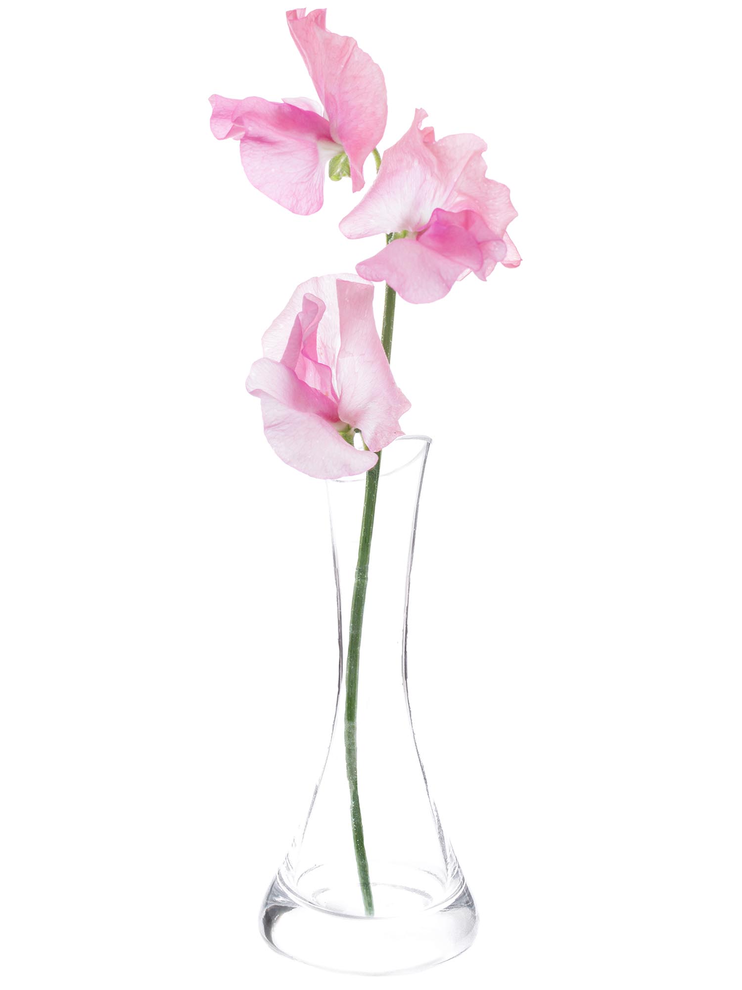 blumigo-wicken-sunshine-pink-rosa-schnittblumen image 3