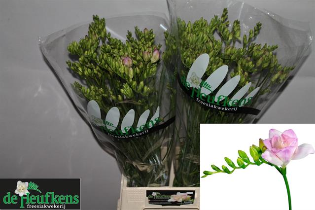 blumigo-freesien-rosario-schnittblume-rosa-duftend image 1