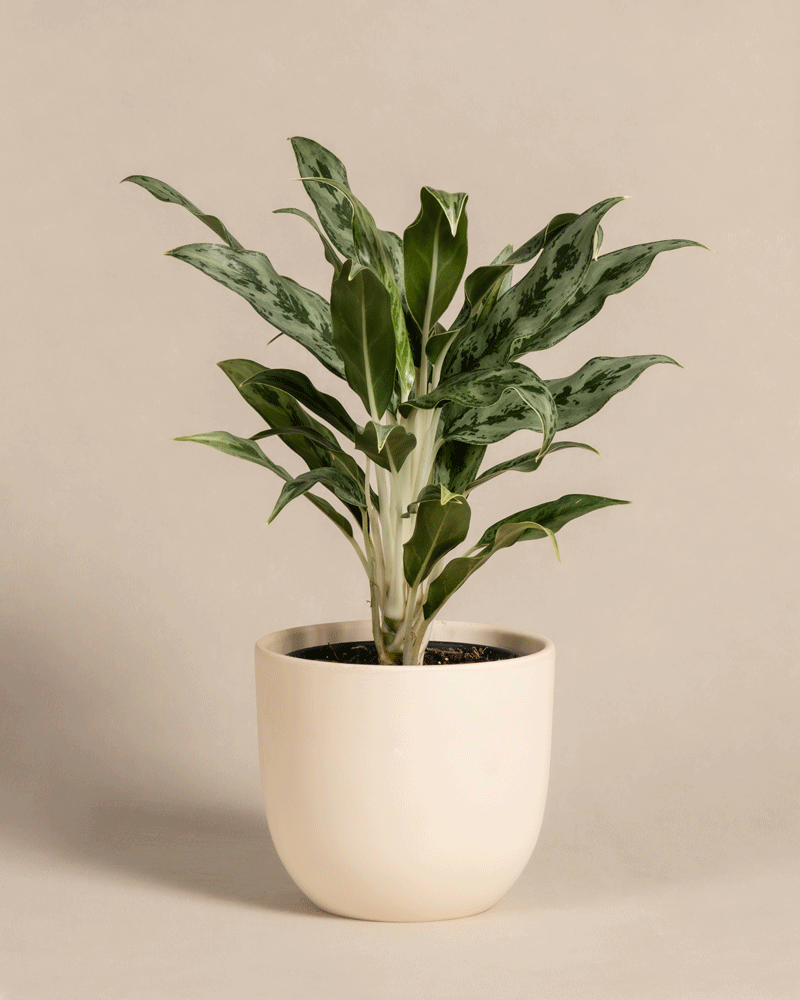 feey-variado-aglaonema-greyhound-kolbenfaden-ohne-topf image 6
