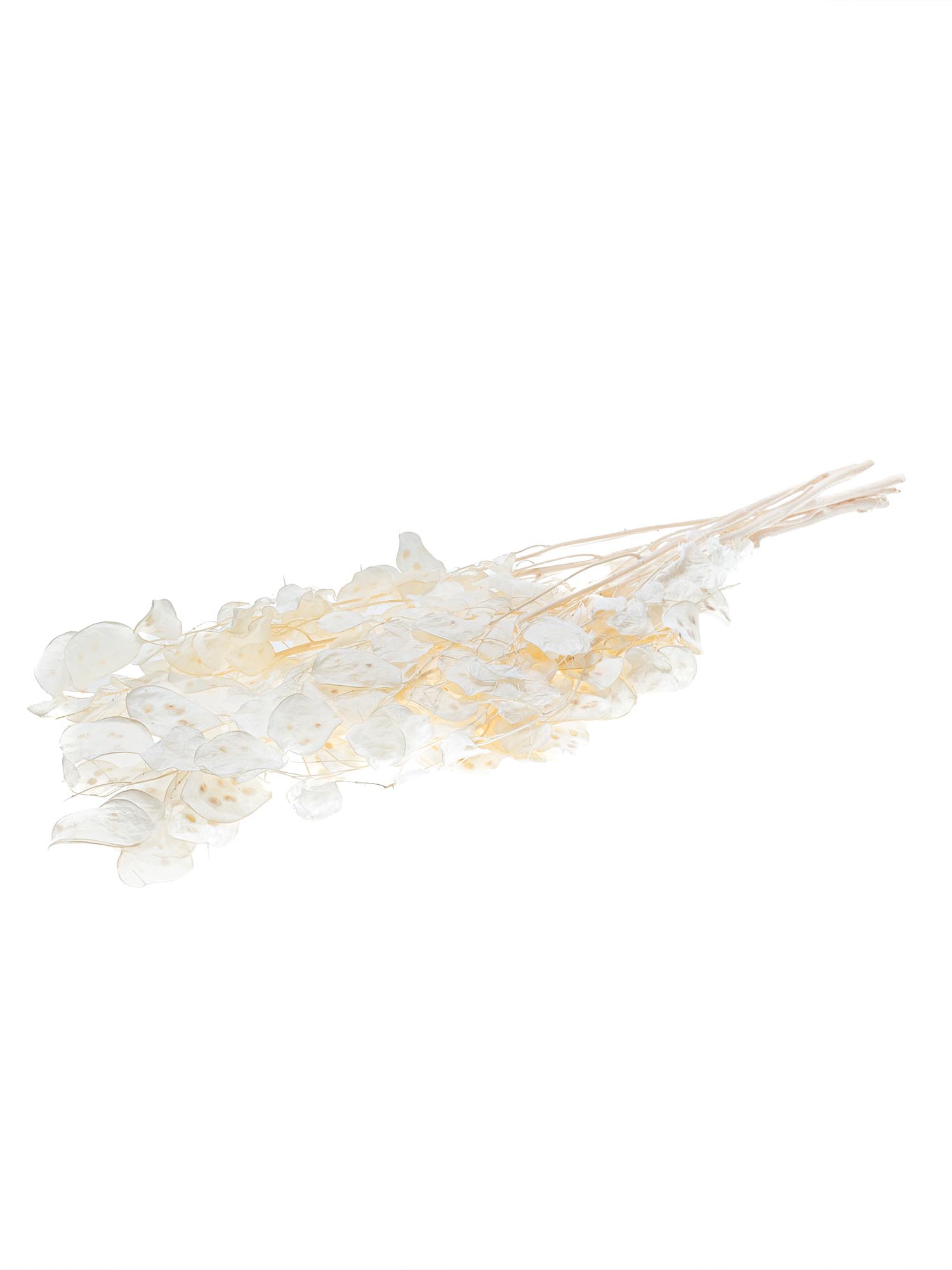 blumigo-trockenblumen-lunaria-silberbl-tter-gebleicht image 3