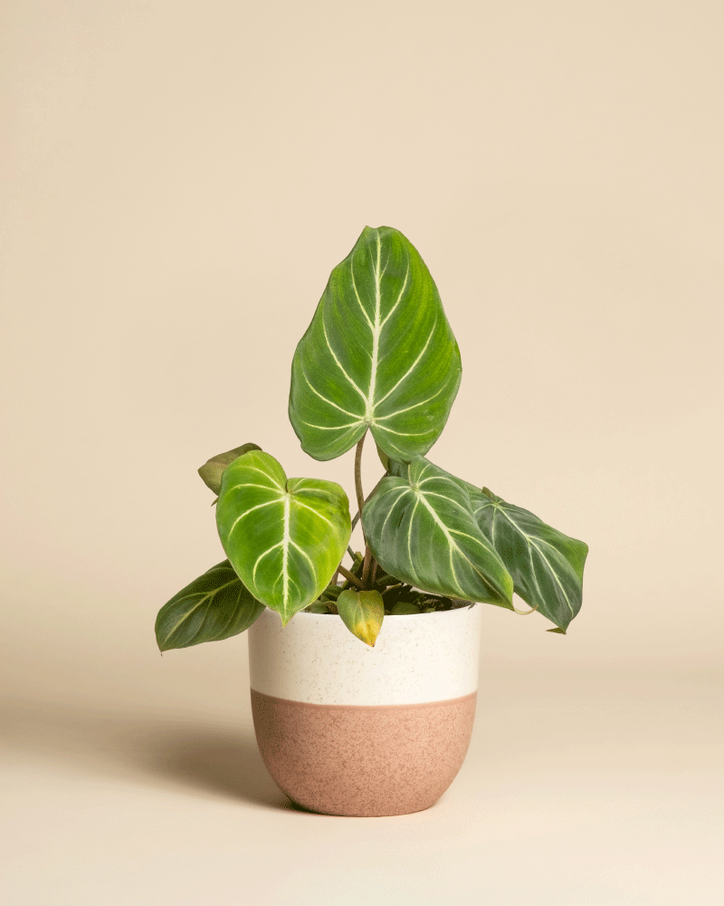 feey-variado-philodendron-gloriosum-zimmerpflanze-ohne-bertopf image 5