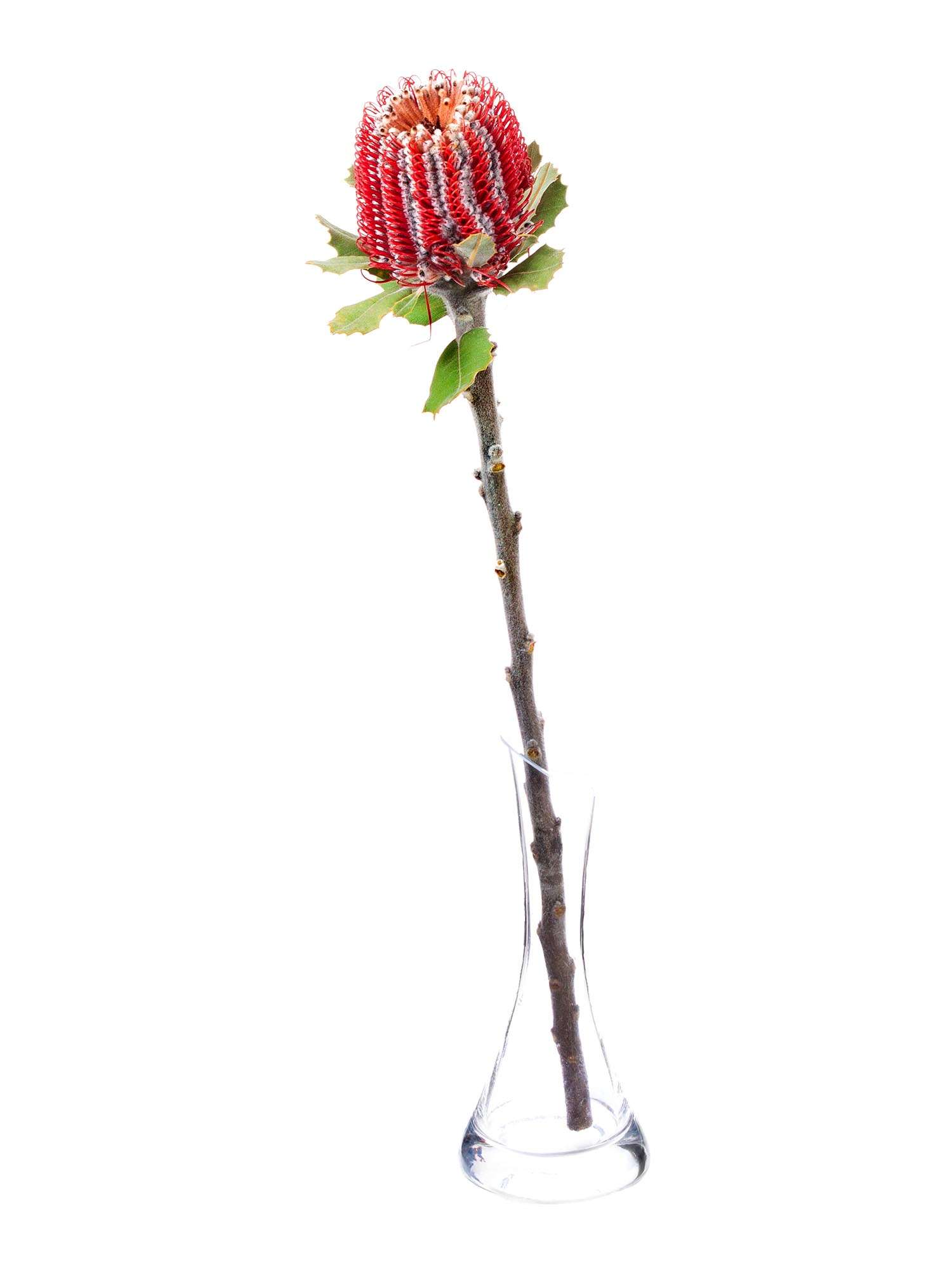 blumigo-proteen-banksia-coccinea-rot-stiel-exotisch image 3
