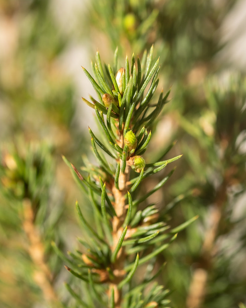 feey-amsterdam-zuckerhutfichte-picea-glauca-ohne-topf-zum-eingraben-winterhart image 7