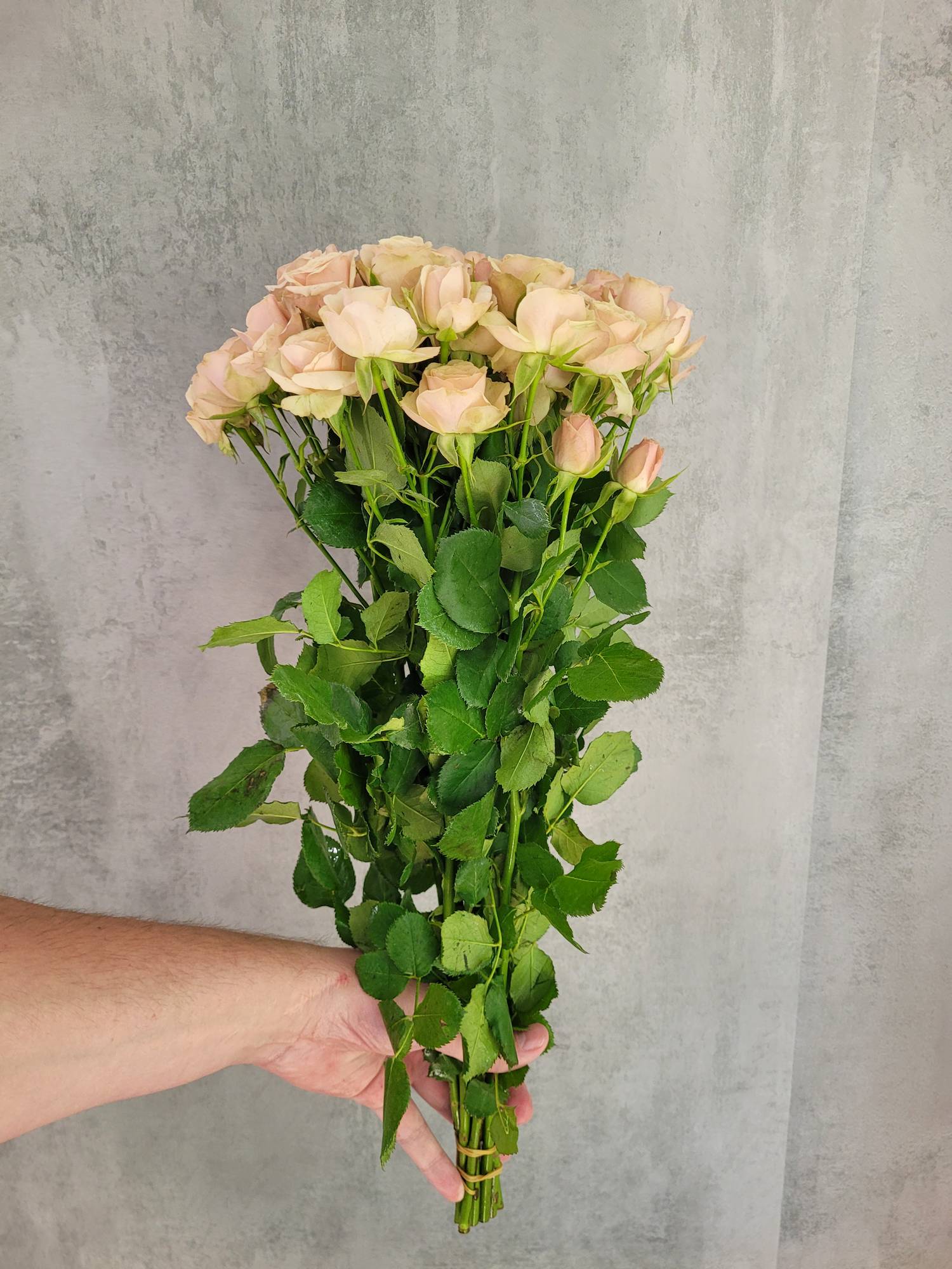 blumigo-rosen-destini-verzweigt-schnittrose-creme-ros image 3