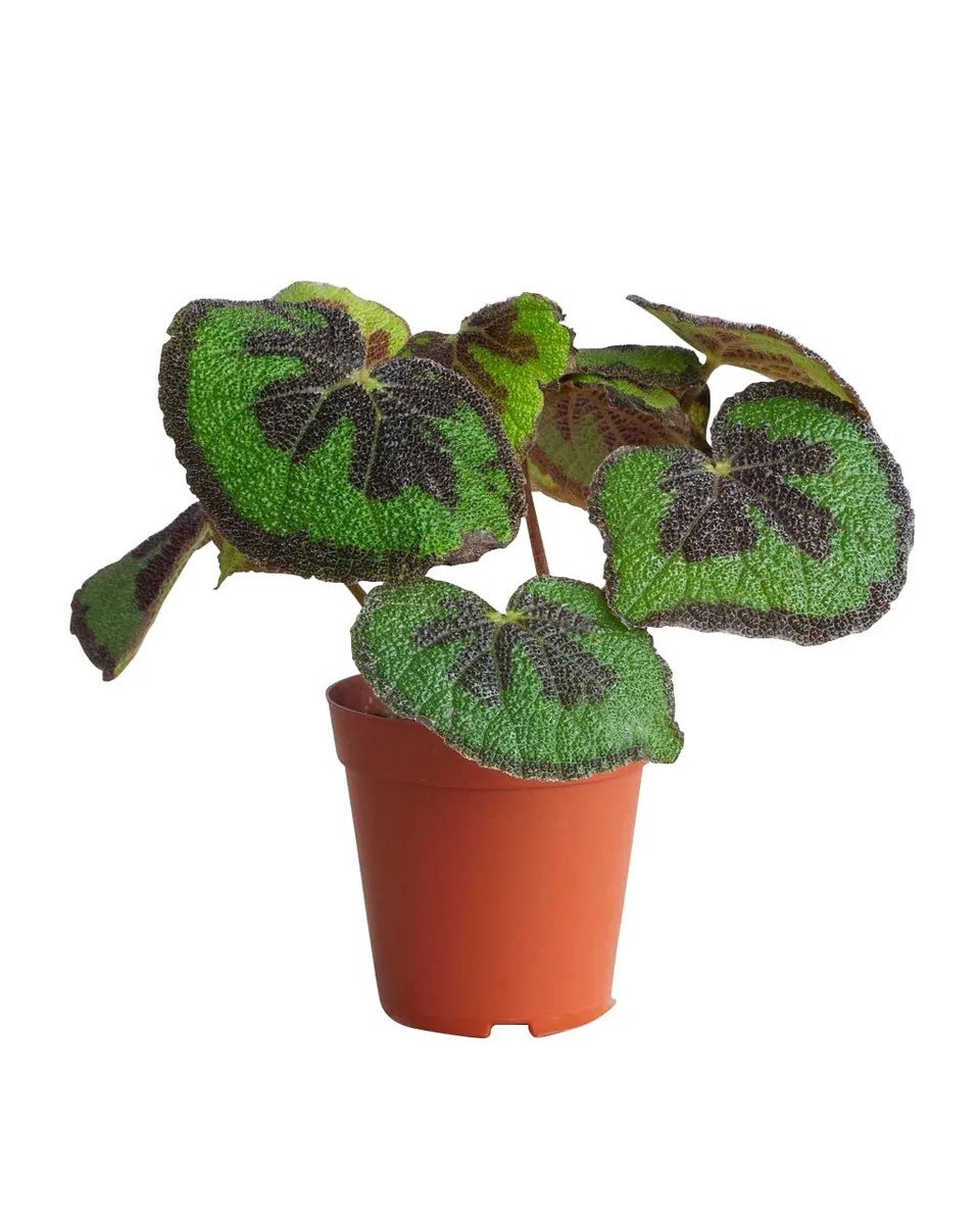plnts-rareplnts-begonia-masoniana-zimmerpflanze-20-cm-eisenkreuz image 1