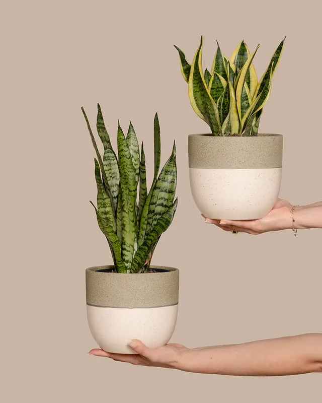 feey-variado-unzerst-rbares-duo-sansevieria-set-pflegeleicht image 1