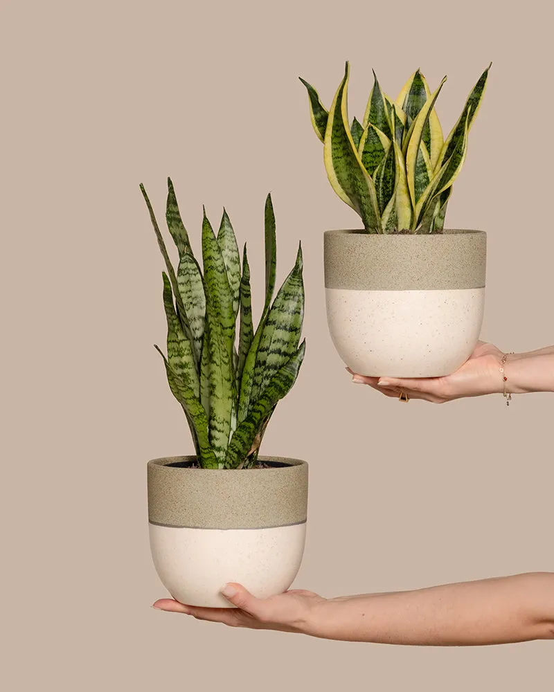 feey-variado-unzerst-rbares-duo-sansevieria-set-pflegeleicht image 1