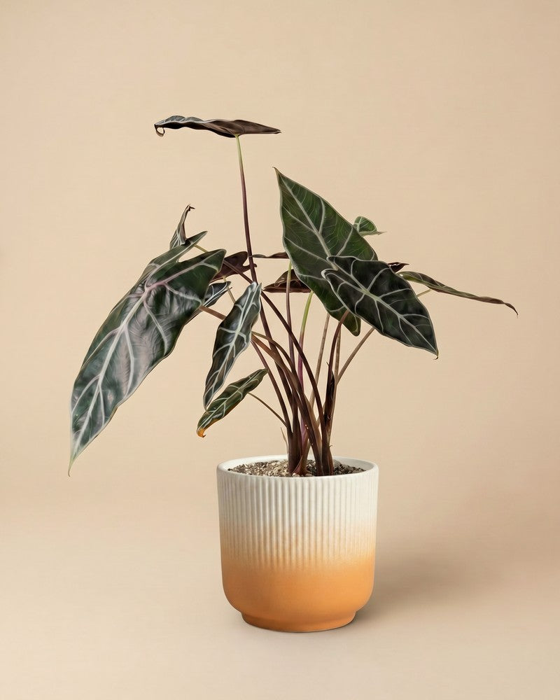 feey-variado-alocasia-red-vein-zimmerpflanze-ohne-bertopf image 7