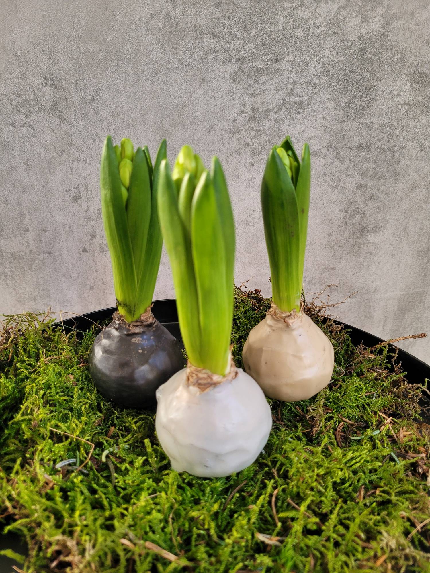 blumigo-hyazinthenknollen-gewachst-3er-set-naturt-ne image 3