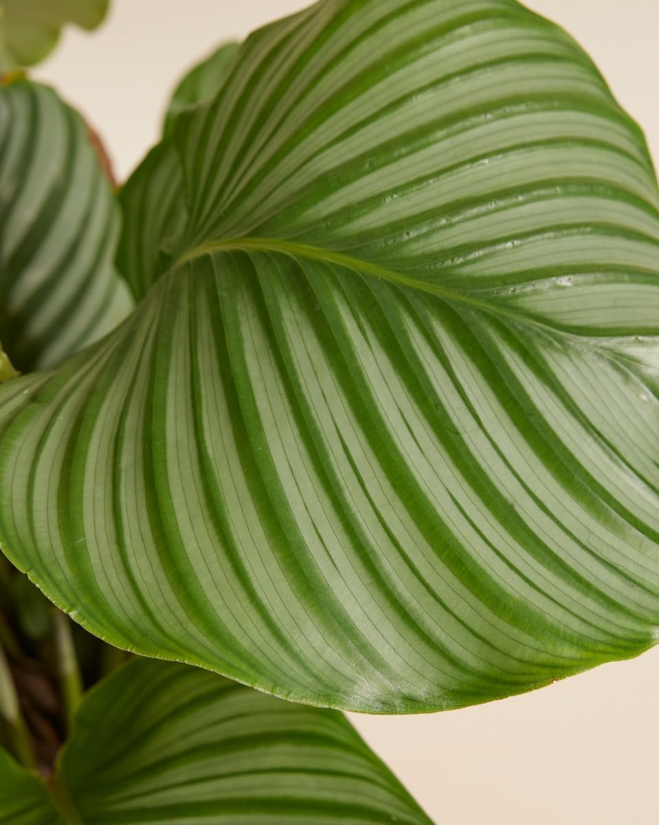 plnts-calathea-orbifolia-zimmerpflanze-60-cm-19-cm-topf image 4
