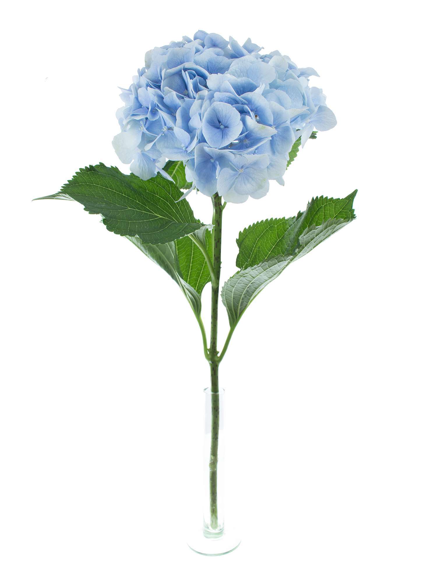 blumigo-hortensien-verena-schnittblume-hellblau image 4