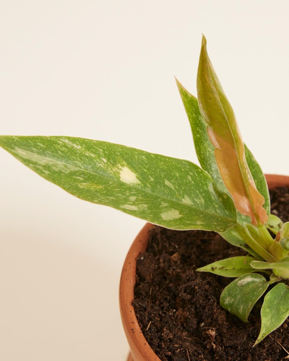 plnts-babyplnts-philodendron-ring-of-fire-zimmerpflanze-6cm-topf image 4
