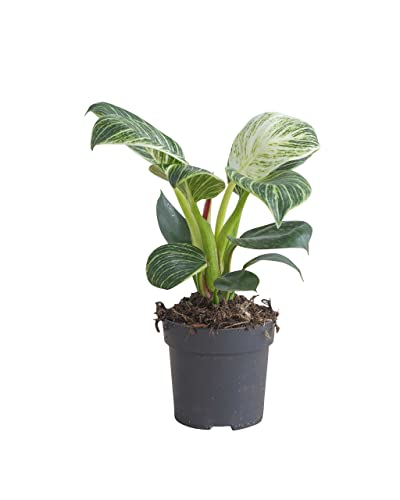 plnts-philodendron-birkin-zimmerpflanze-11cm-topf-panaschiert image 8