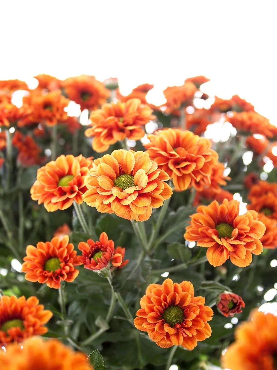 blumigo-chrysanthemen-santinis-monika-schnittblumen-orange image 1