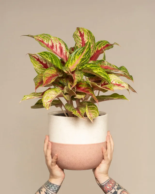 feey-variado-aglaonema-siam-violet-zimmerpflanze-topf-18 image 1