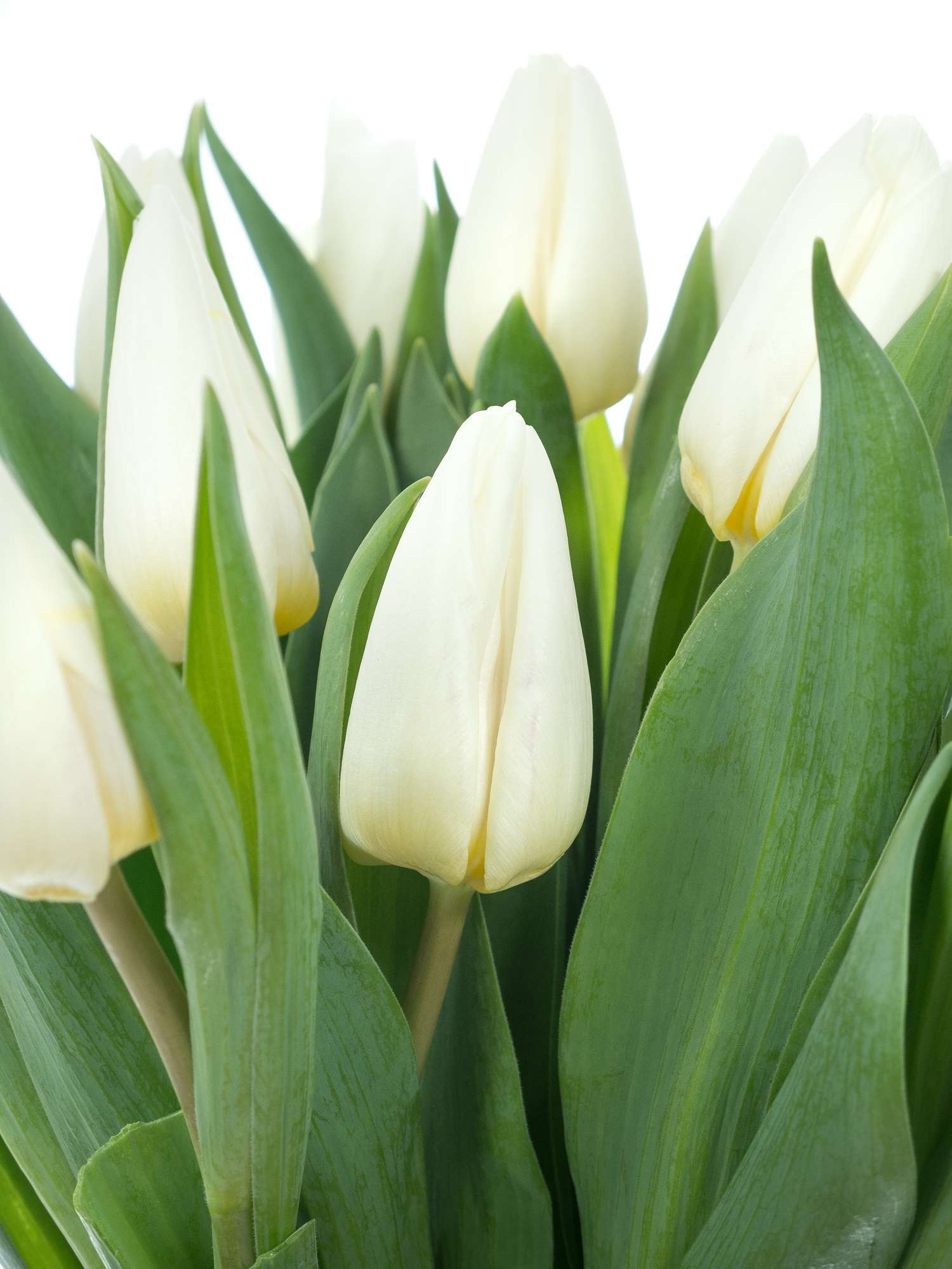 blumigo-tulpen-white-prince-wei-e-schnittblume image 1