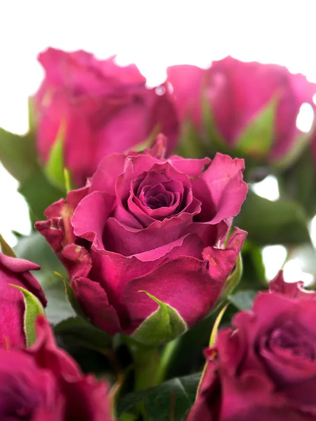 blumigo-rosen-ascot-schnittrose-violett image 1