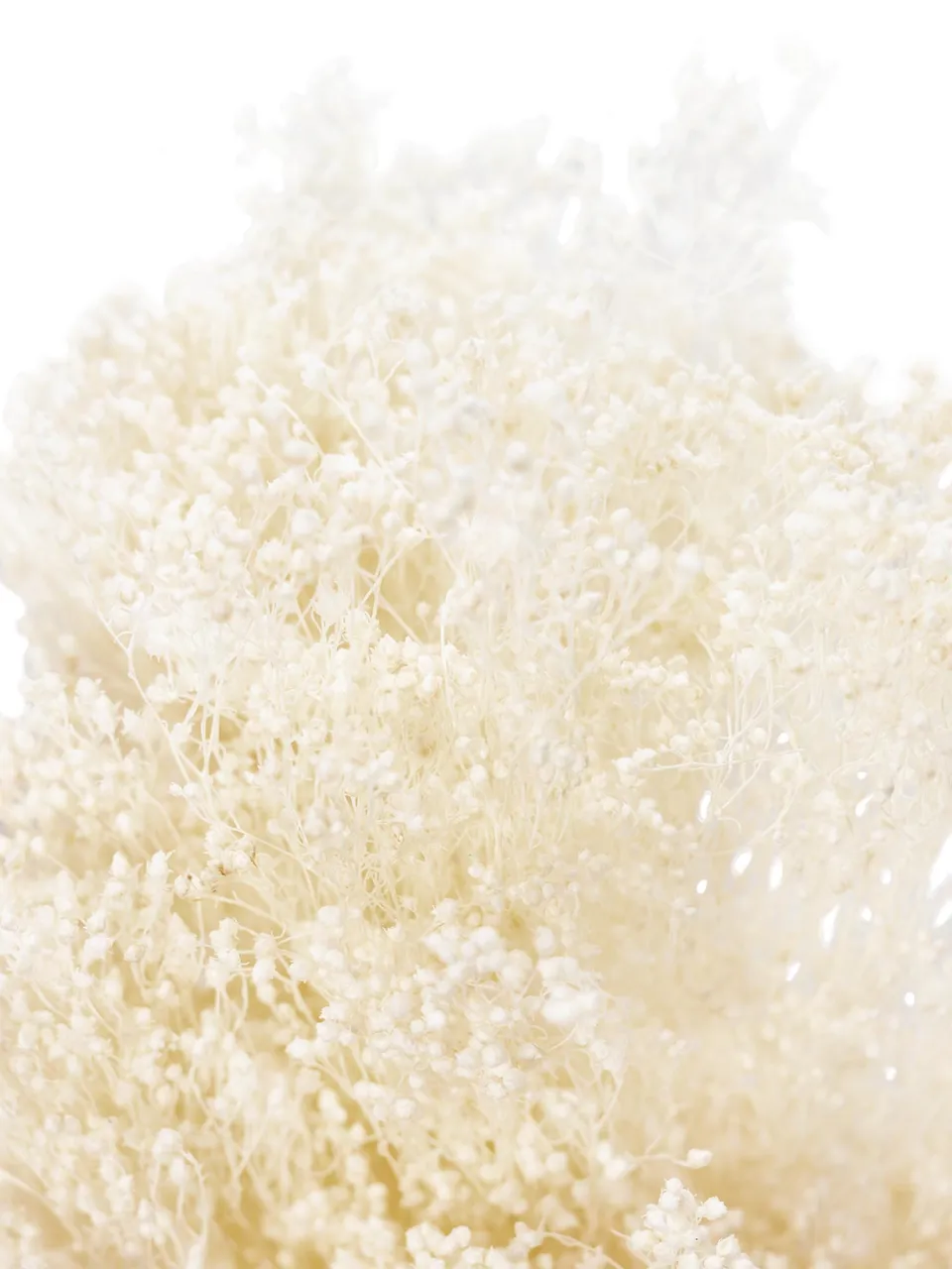 blumigo-trockenblumen-ginster-getrocknet-creme-wei-bund image 1