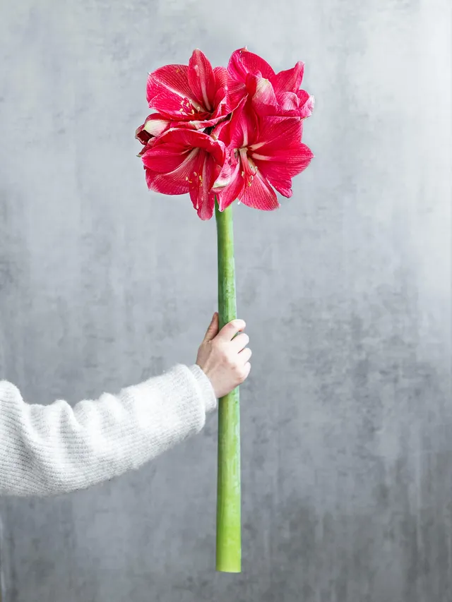 blumigo-amaryllis-hercules-schnittblume-pink-knospig image 1