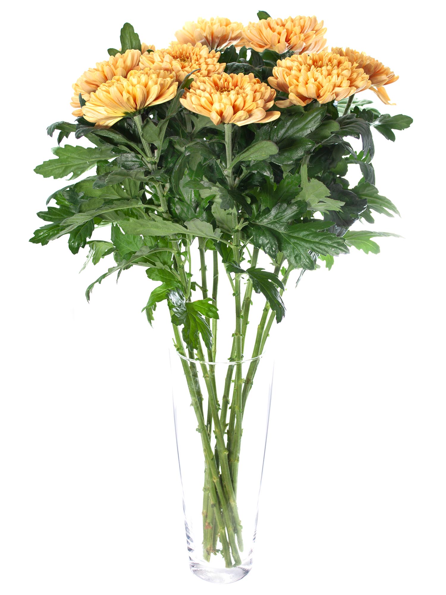 blumigo-chrysanthemen-aljonka-salmon-schnittblume-apricot image 2