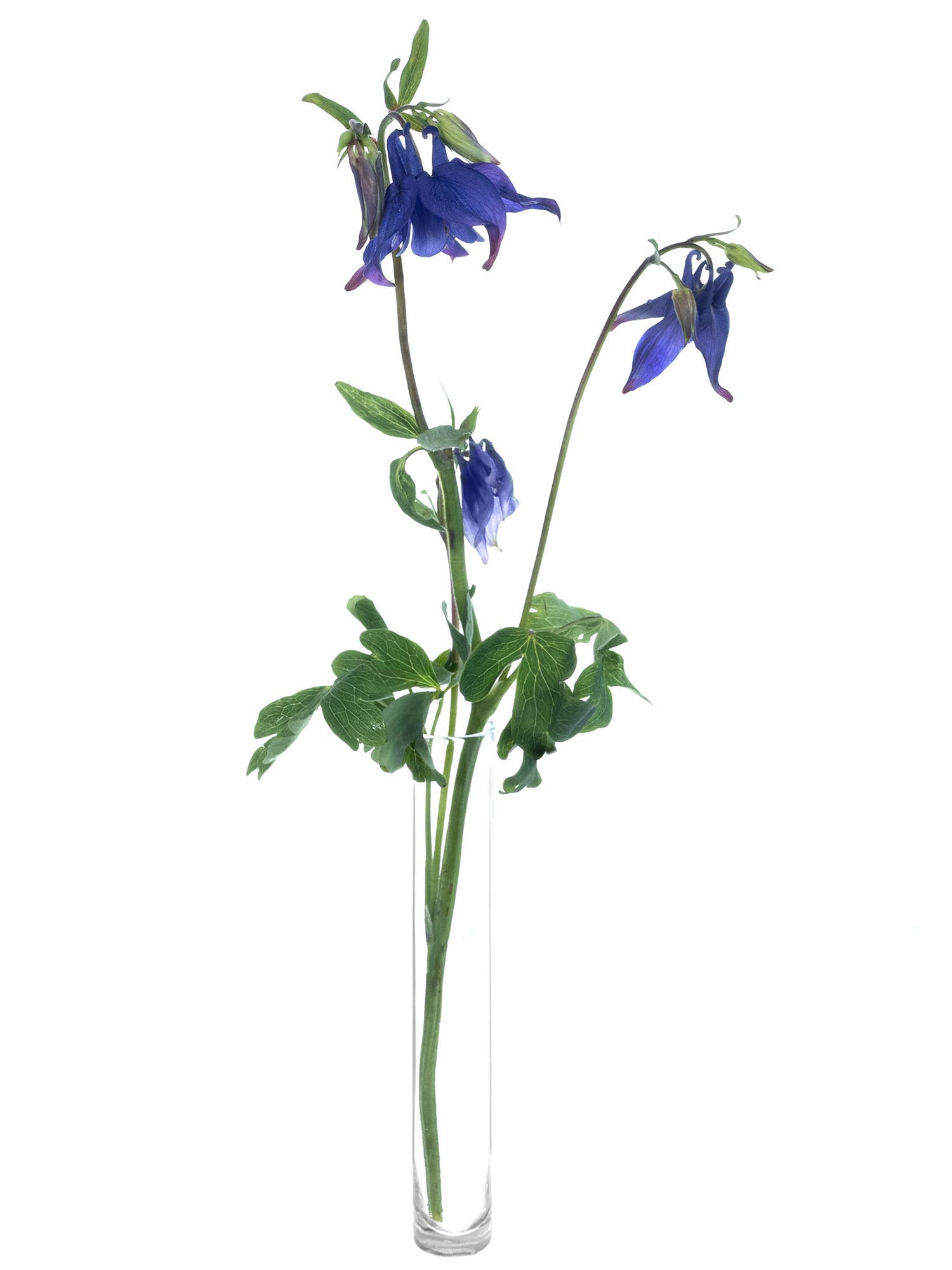 blumigo-akelei-blue-lady-blau-violett-schnittblume image 3
