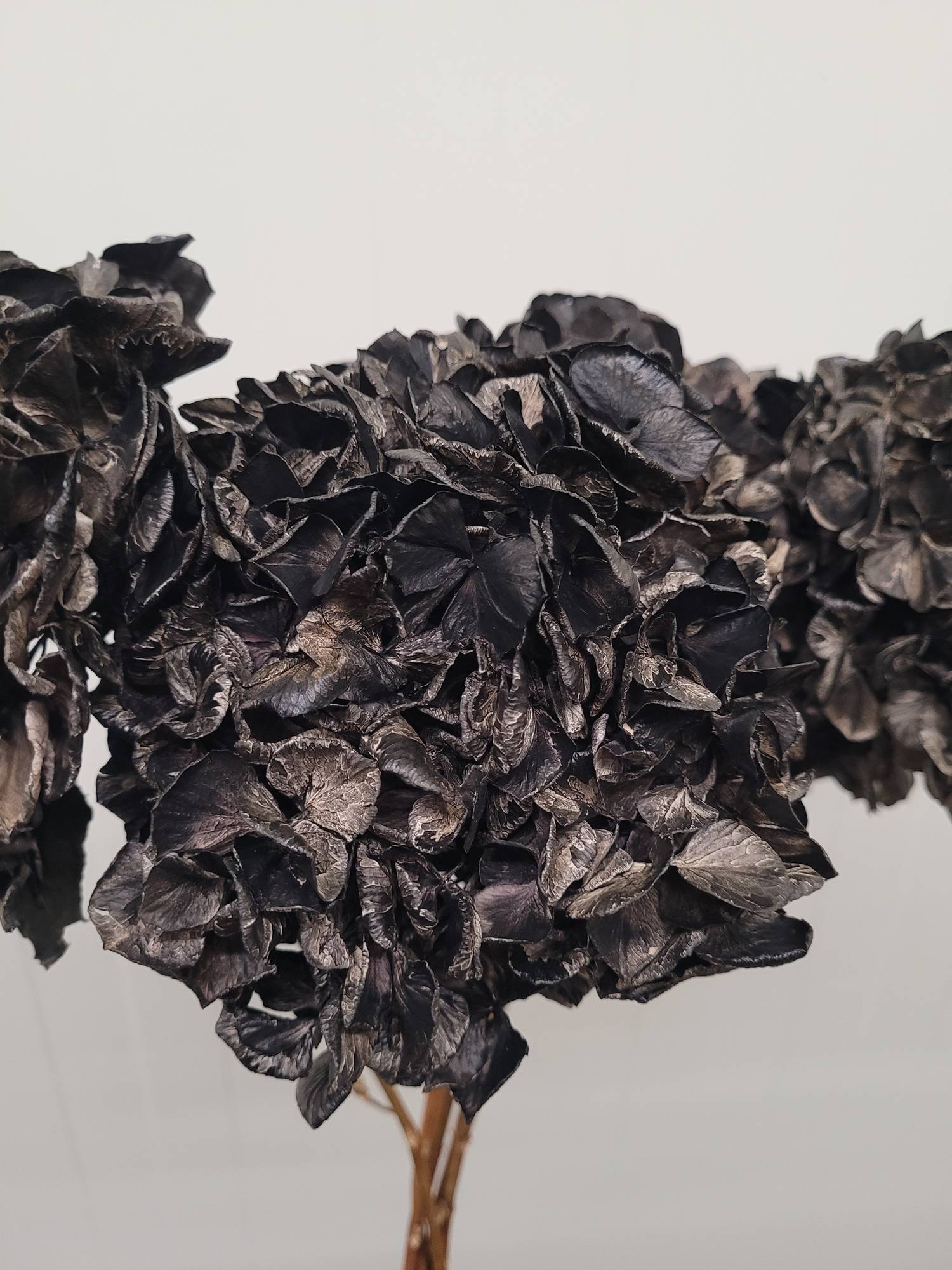 blumigo-hortensie-trockenblume-schwarz-getrocknet image 3
