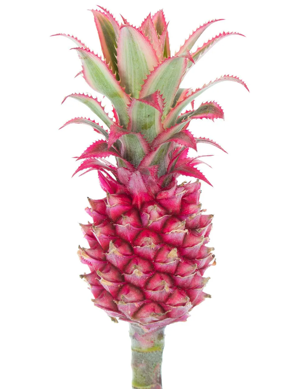 blumigo-zierananas-schnittfrucht-rot-pink-st-ck image 1