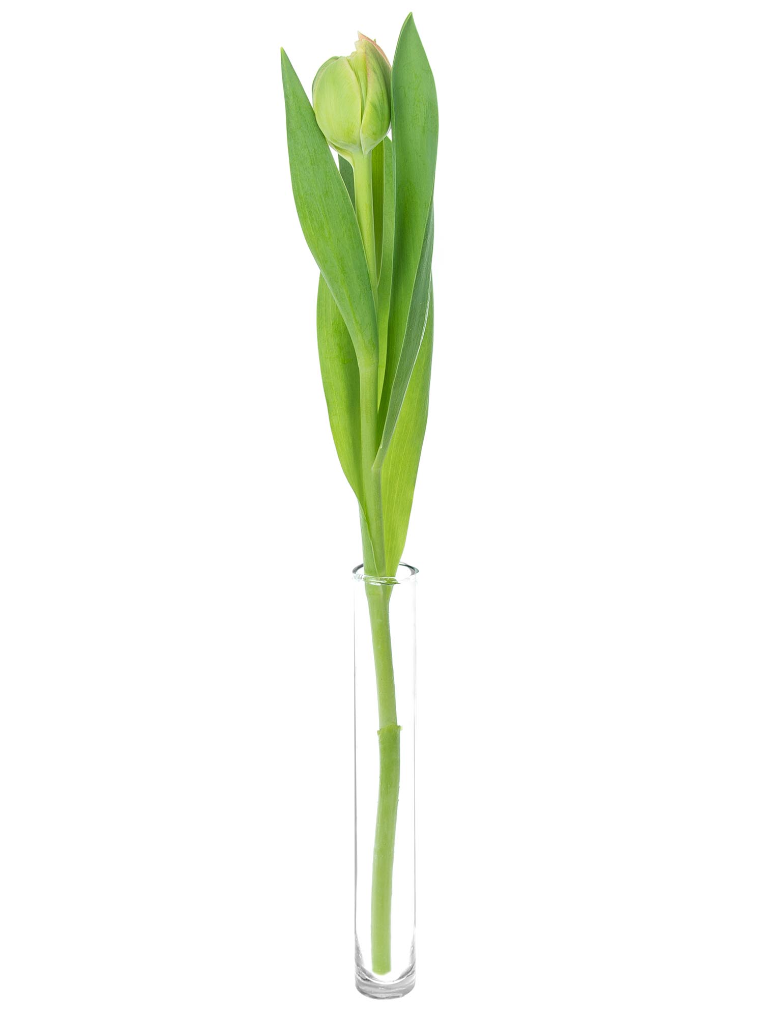 blumigo-tulpen-libretto-double-apricot-rosa-gef-llt image 3