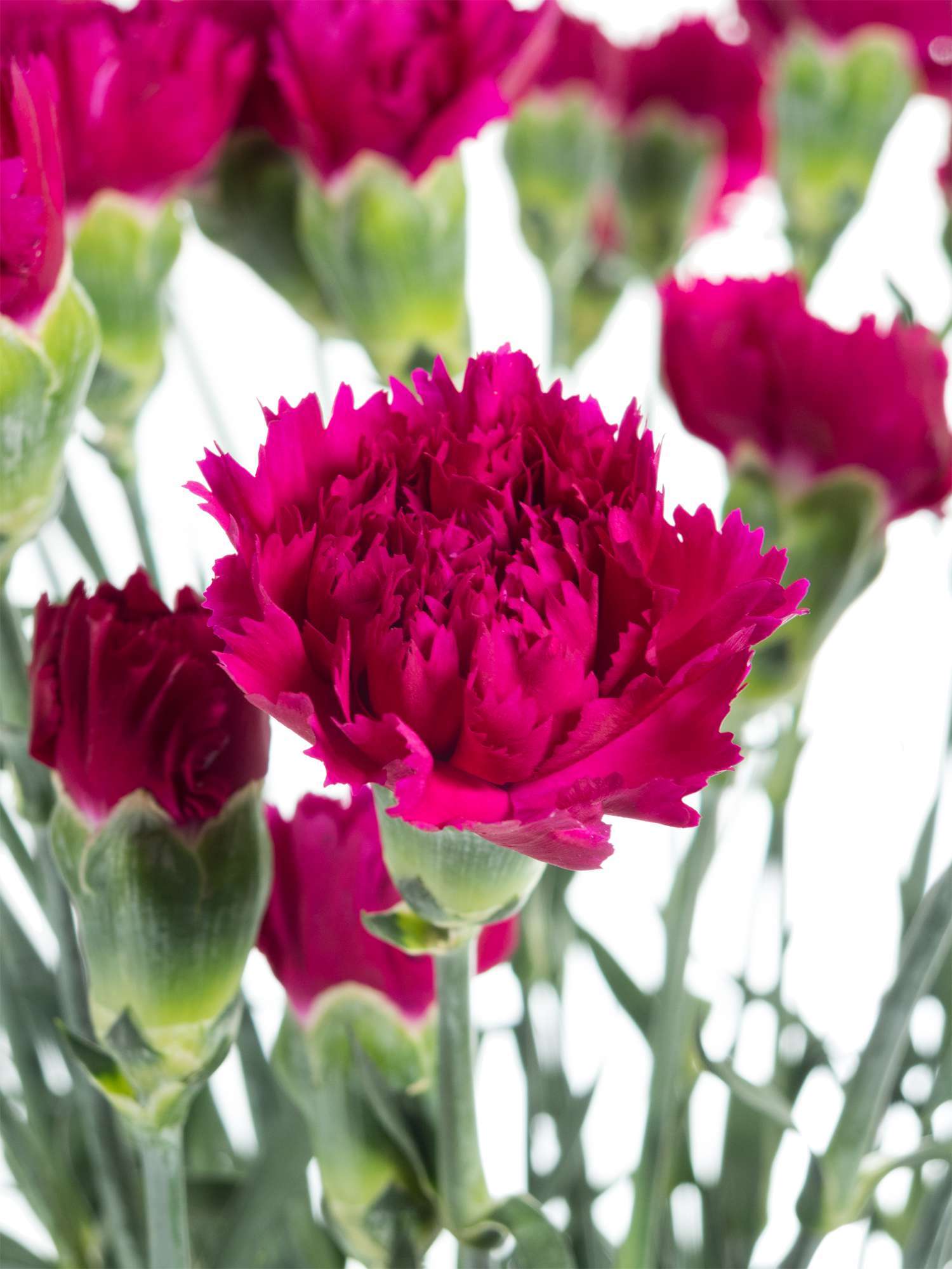 blumigo-nelken-ferieta-nelke-pink image 2