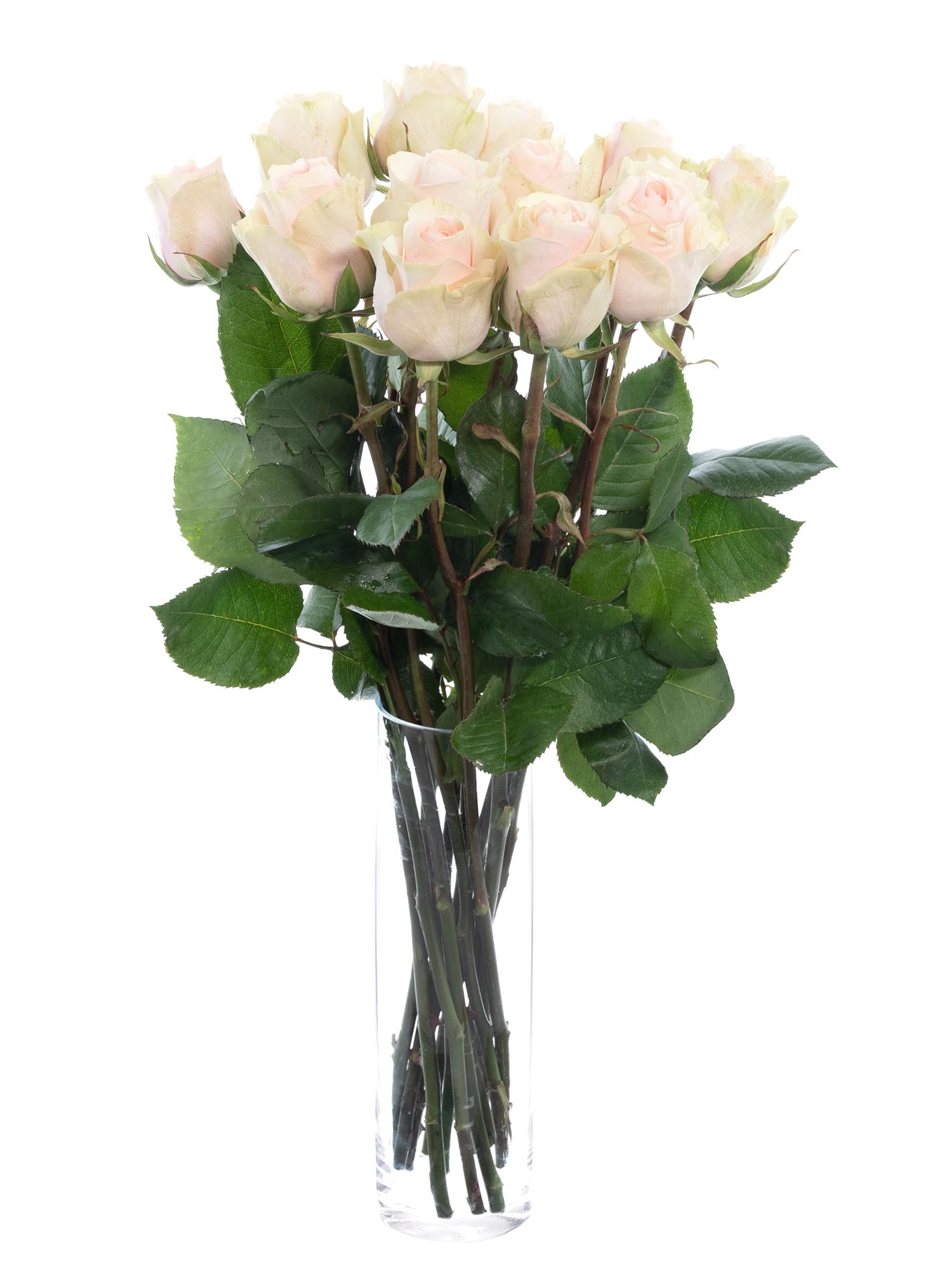 blumigo-rosen-frutteto-schnittrose-rosa-creme image 2