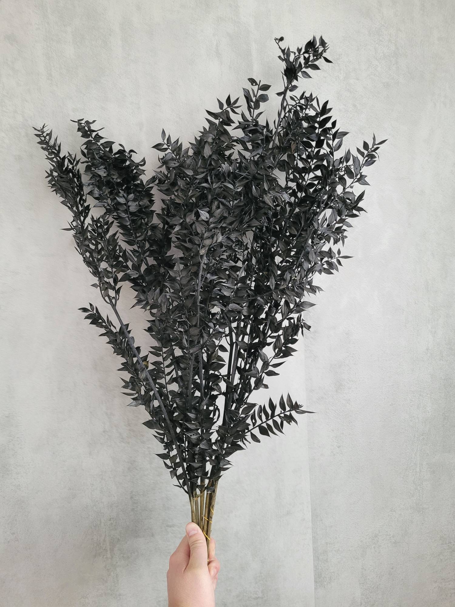 blumigo-ruscus-m-usedorn-schwarz-trockenblume image 2