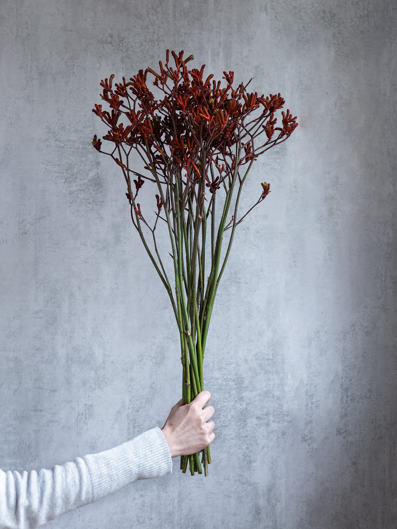 blumigo-k-ngurupfote-early-spring-schnittblume-rot-orange image 4