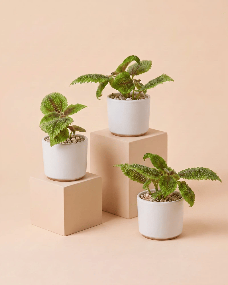 feey-variado-baby-pilea-moon-valley-3er-set-klein image 7