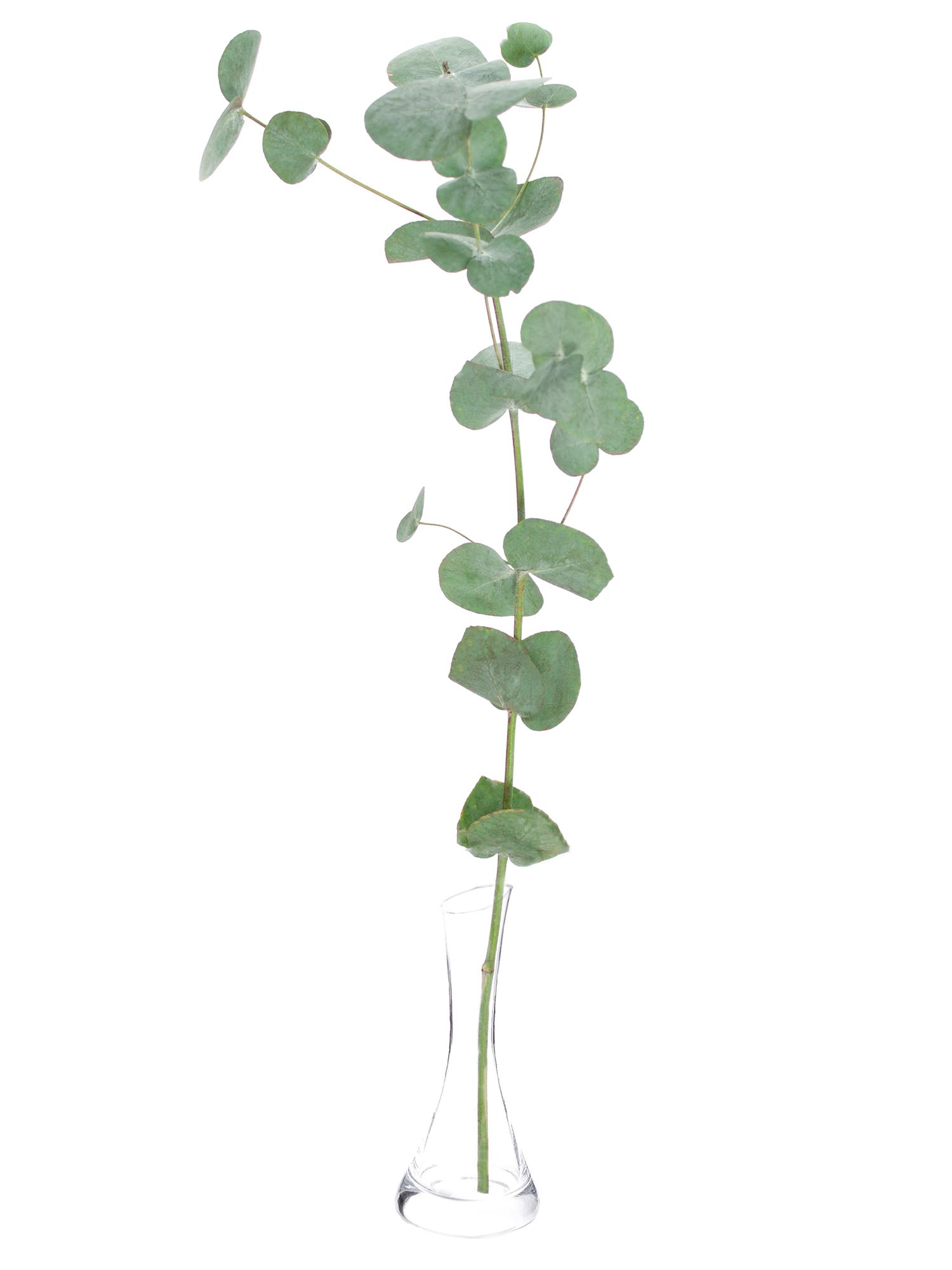 blumigo-eukalyptus-cinerea-bund-silber-gr-n-frisch image 4