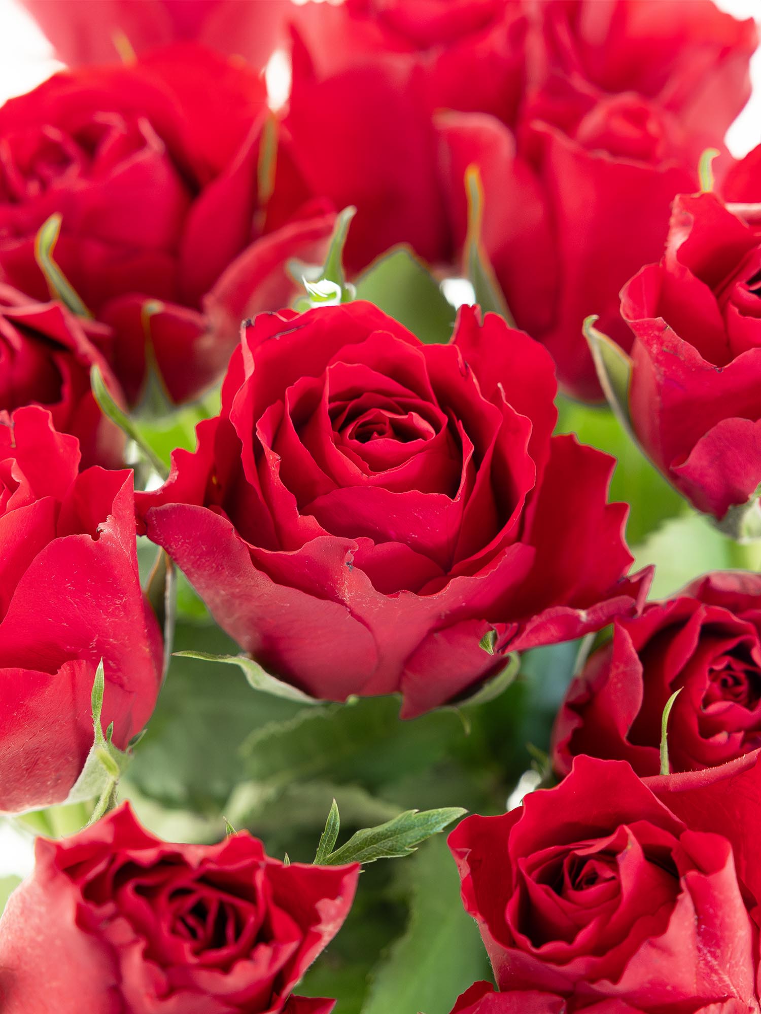 blumigo-rosen-30-rote-rosen-classic-quality-strau image 5