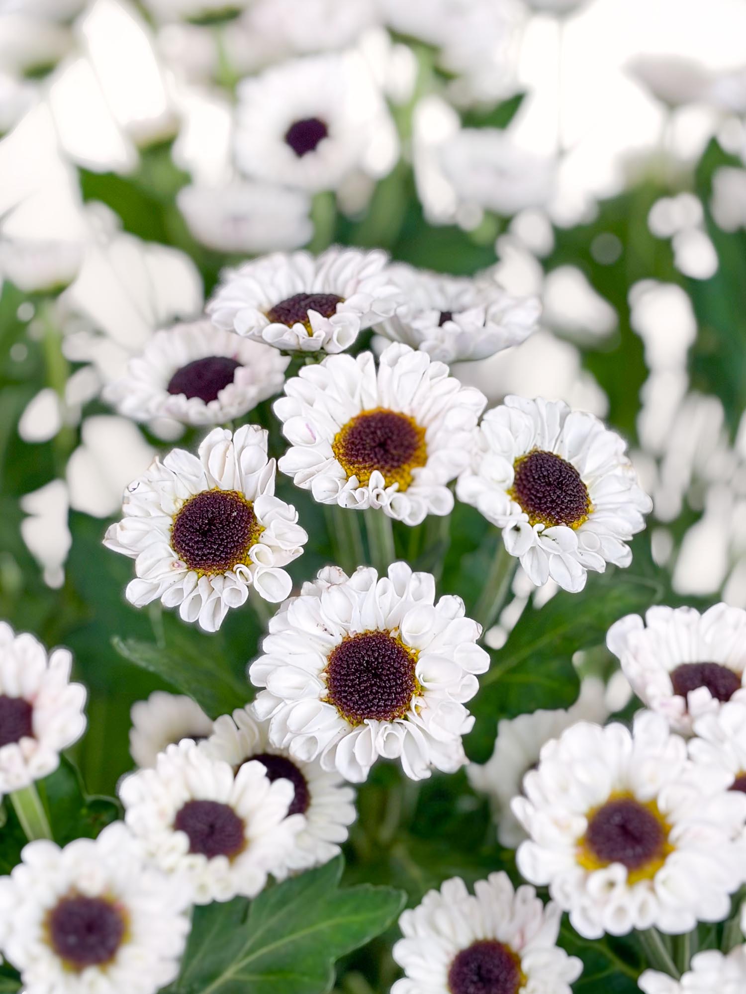 blumigo-chrysanthemen-santinis-patrese-schnittblume-wei image 1