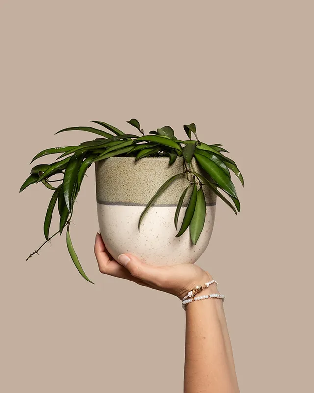feey-variado-hoya-wayetii-porzellanblume-ohne-bertopf-20cm image 1