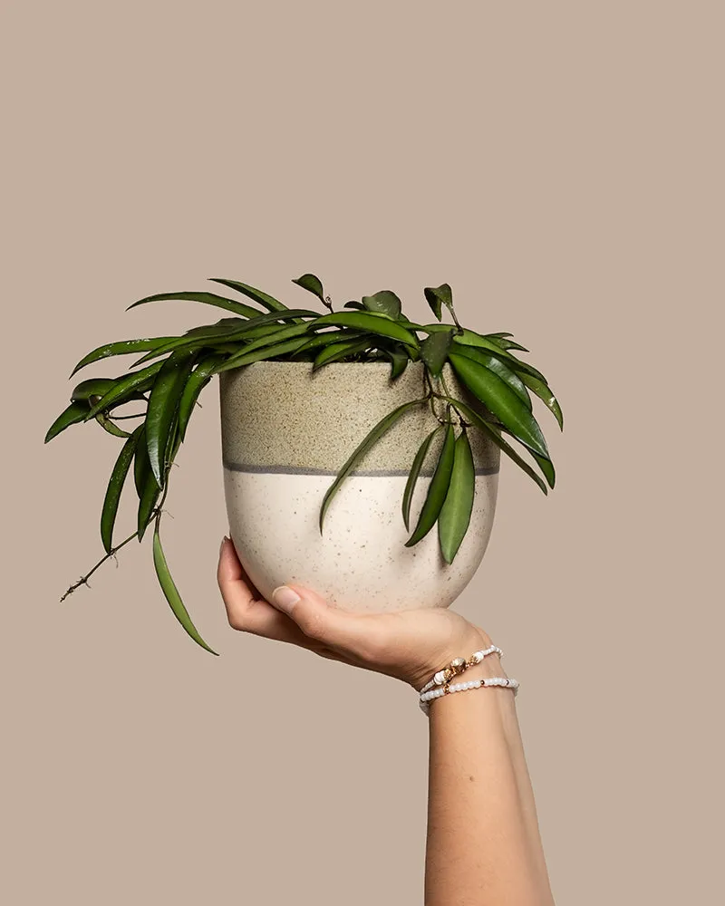 feey-variado-hoya-wayetii-porzellanblume-ohne-bertopf-20cm image 1